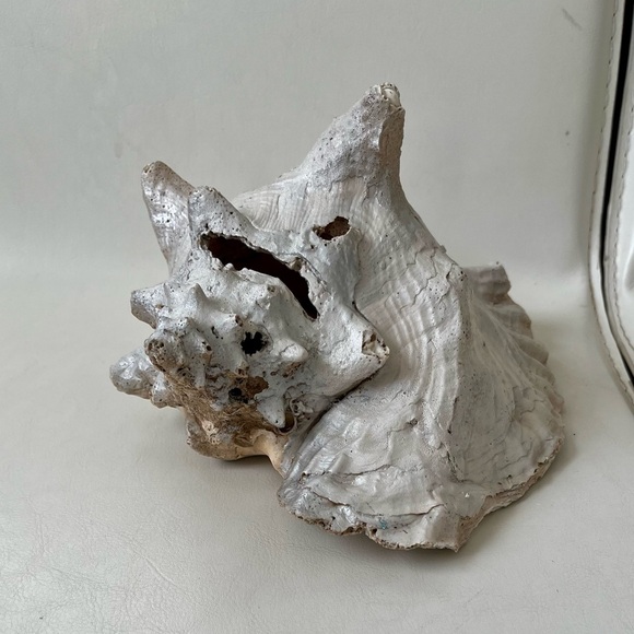 Large shell - Picture 1 of 12